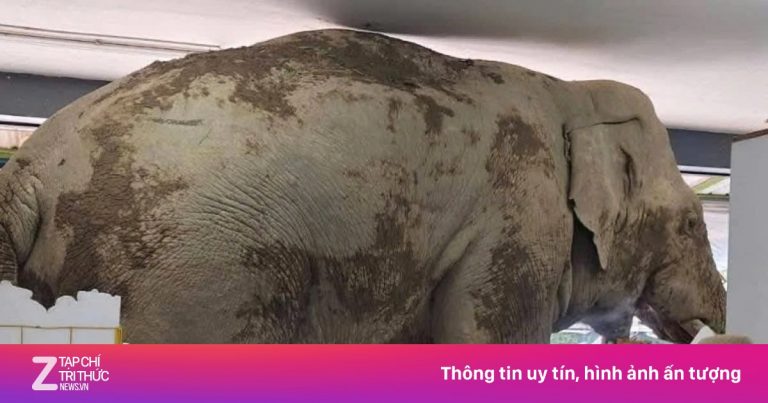 Voi hoang Thái Lan vào cửa hàng ăn vặt Voi hoang Thái Lan vào cửa hàng ăn vặt