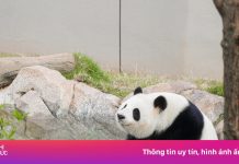 Tháng 6 xem gấu trúc, ngắm nước xanh màu ngọc ở Tứ Xuyên