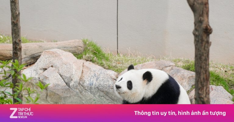 Tháng 6 xem gấu trúc, ngắm nước xanh màu ngọc ở Tứ Xuyên Tháng 6 xem gấu trúc, ngắm nước xanh màu ngọc ở Tứ Xuyên
