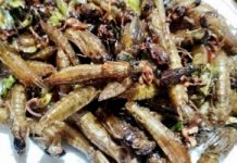 Nhộng chuồn chuồn hương vị từ núi rừng