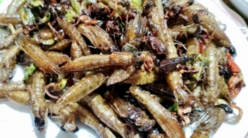Nhộng chuồn chuồn hương vị từ núi rừng Nhộng chuồn chuồn hương vị từ núi rừng