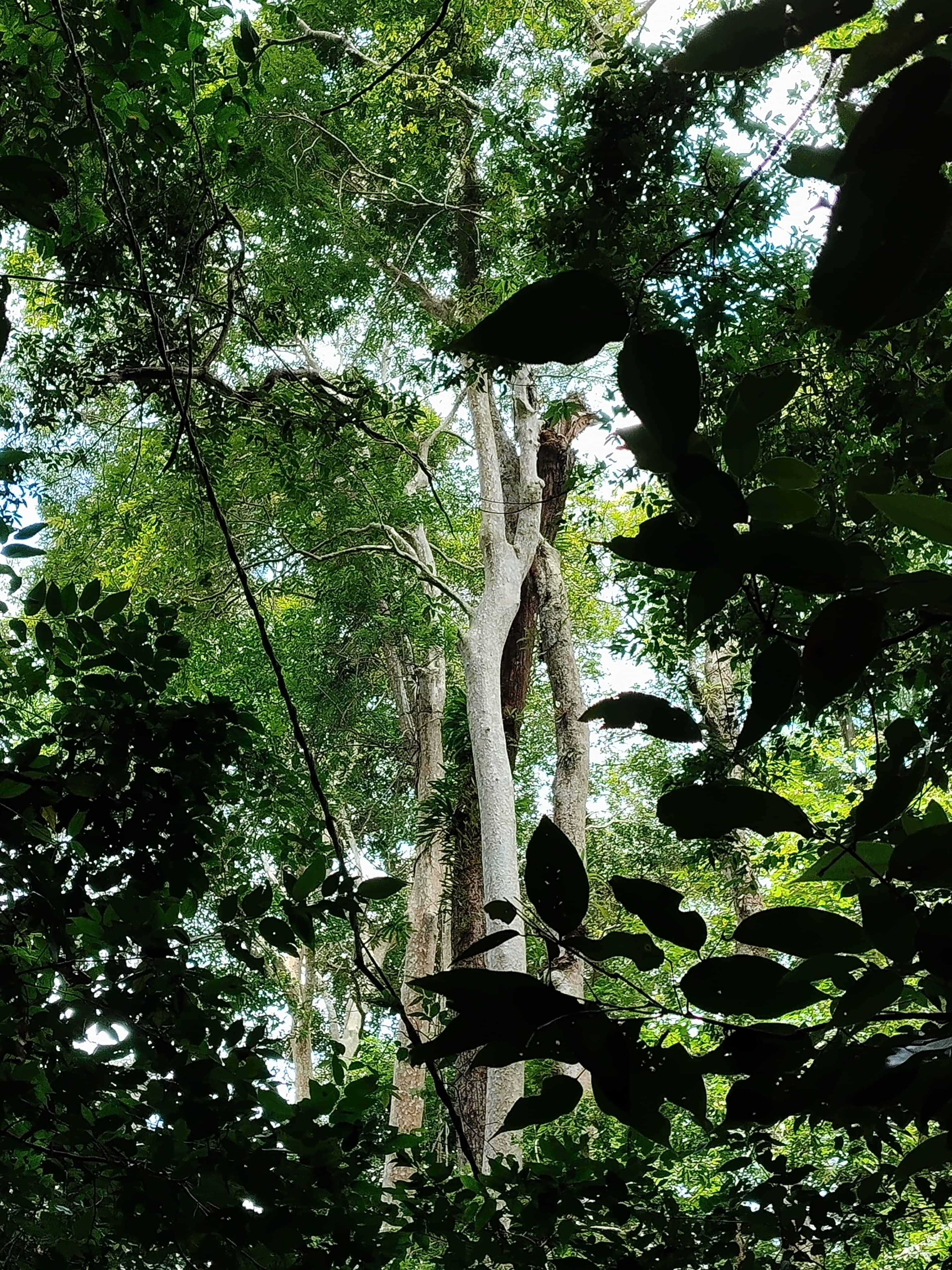 Dien thoai vivo anh 9