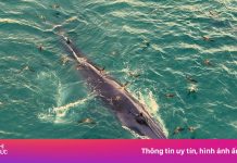 Ngắm cá voi săn mồi ở Gia Lai