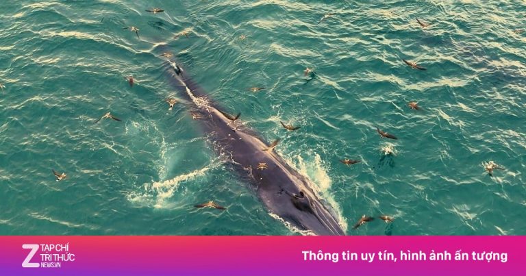 Ngắm cá voi săn mồi ở Gia Lai Ngắm cá voi săn mồi ở Gia Lai