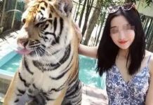 Thảm họa sở thú: Hổ thành nạn nhân mê tín, khách đua nhau nhổ lông lấy lộc