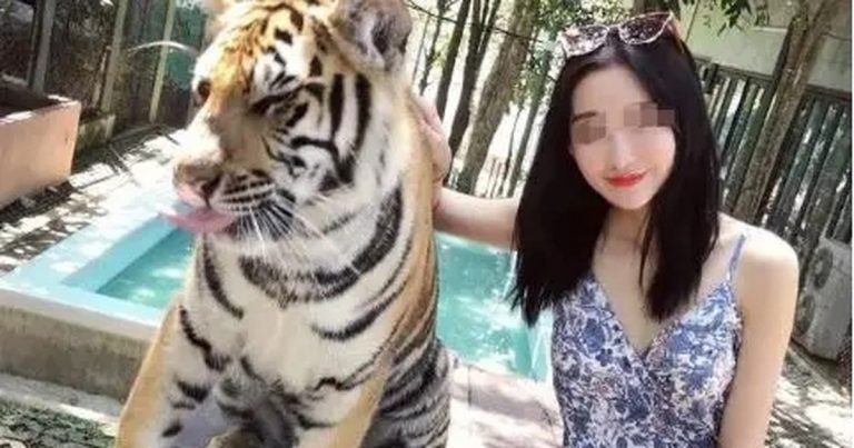 Thảm họa sở thú: Hổ thành nạn nhân mê tín, khách đua nhau nhổ lông lấy lộc Thảm họa sở thú: Hổ thành nạn nhân mê tín, khách đua nhau nhổ lông lấy lộc