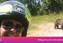 Du khách chụp ảnh với gấu con ở Romania, bị gấu mẹ tấn công đến chết