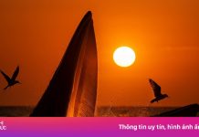 Thực hư ảnh cá voi săn mồi dưới hoàng hôn ở biển Gia Lai