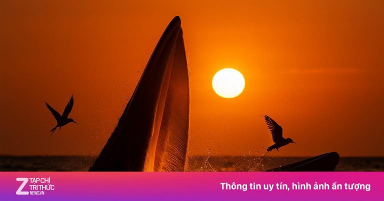 Thực hư ảnh cá voi săn mồi dưới hoàng hôn ở biển Gia Lai Thực hư ảnh cá voi săn mồi dưới hoàng hôn ở biển Gia Lai