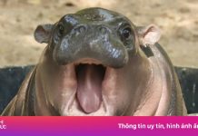 Sinh nhật 1 tuổi của ‘ngôi sao’ hà mã Moo Deng