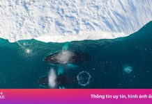 Tôi đến hòn đảo ông Trump muốn mua