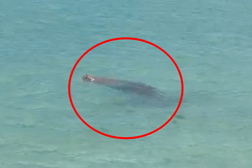 Dugong anh 2