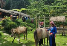 Bản Liền xanh mướt ở Lào Cai gây sốt, nhiều homestay kín lịch đặt phòng