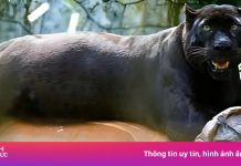 Báo đen bụ bẫm gây ‘sốt’ mạng xã hội Malaysia