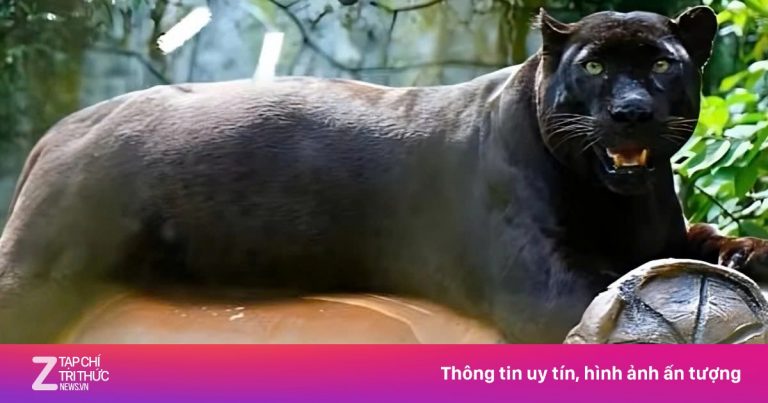 Báo đen bụ bẫm gây ‘sốt’ mạng xã hội Malaysia