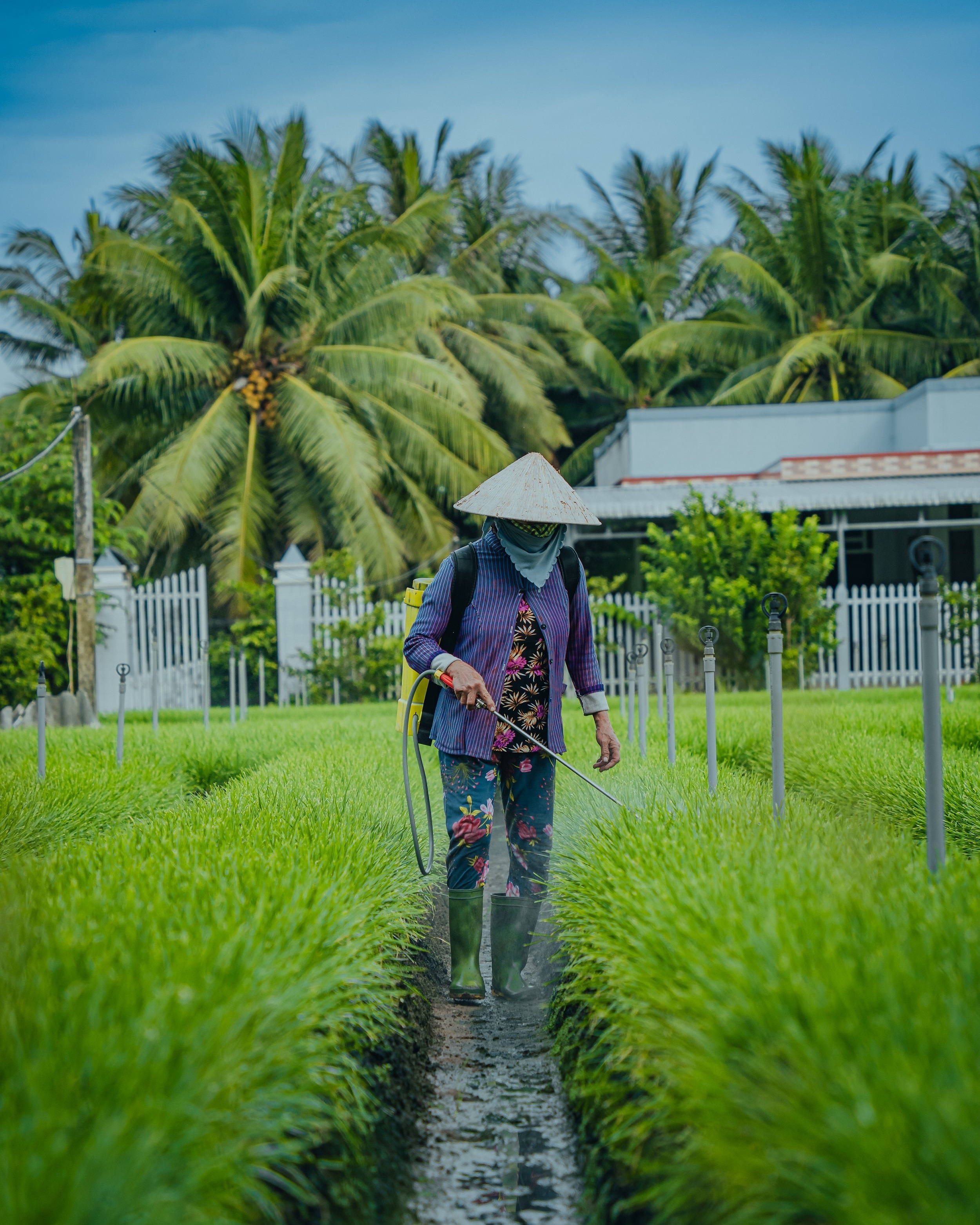 du lich Vinh Long anh 6