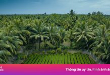 Ảnh gây ‘sốt’ ở xứ dừa Vĩnh Long