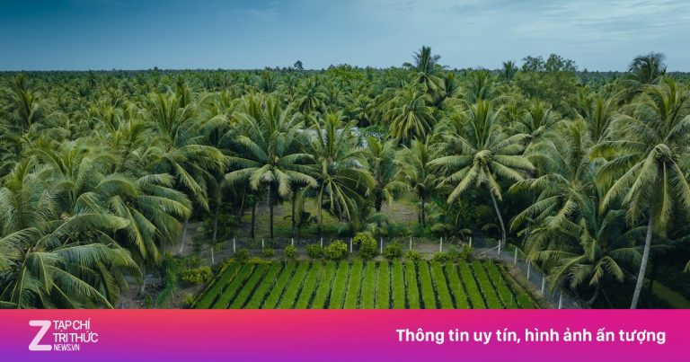 Ảnh gây ‘sốt’ ở xứ dừa Vĩnh Long Ảnh gây ‘sốt’ ở xứ dừa Vĩnh Long