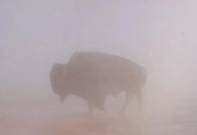 Bò rừng sảy chân rơi vào suối nước nóng gần 100 độ C và bị luộc chín