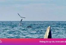 Bắt gặp cá voi săn mồi trên biển Vĩnh Hy