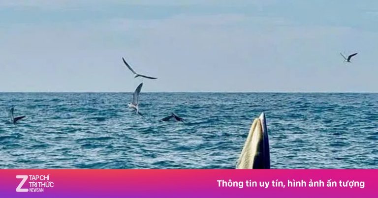 Bắt gặp cá voi săn mồi trên biển Vĩnh Hy Bắt gặp cá voi săn mồi trên biển Vĩnh Hy
