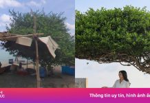 Không nhận ra Phú Quý, Vũng Tàu qua lịch sử ảnh Google Maps