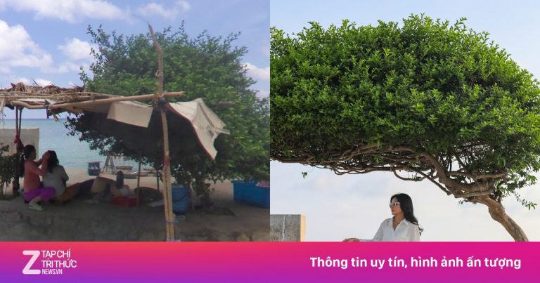 Không nhận ra Phú Quý, Vũng Tàu qua lịch sử ảnh Google Maps Không nhận ra Phú Quý, Vũng Tàu qua lịch sử ảnh Google Maps