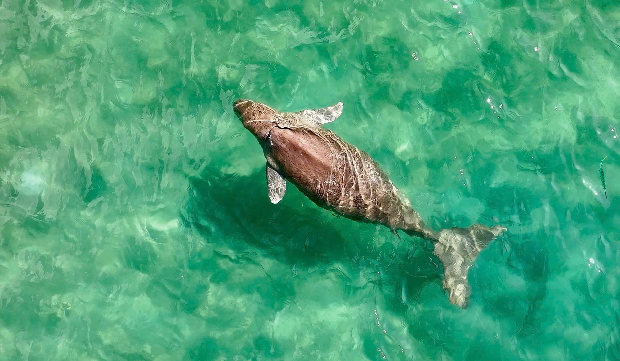 Dugong anh 1