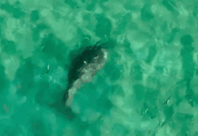 Sững sờ thấy bò biển ở Côn Đảo