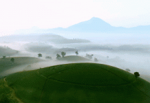 Cảnh huyền ảo trên đồi chè ‘bát úp’ ở Phú Thọ