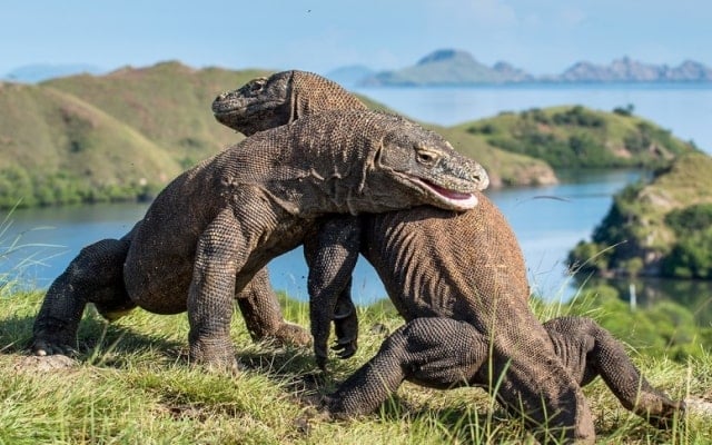 Du lịch đảo Komodo Indonesia, lưu ngay kinh nghiệm chi tiết từ A – Z Du lịch đảo Komodo Indonesia, lưu ngay kinh nghiệm chi tiết từ A – Z
