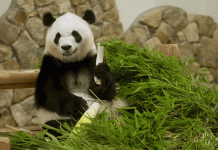 Tỉnh ở Nhật Bản mất ‘át chủ bài’ du lịch khi gấu trúc rời đi