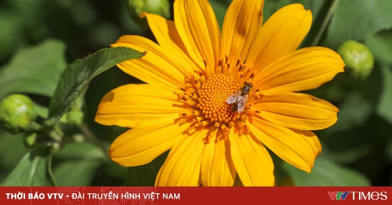 Mùa dã quỳ khoe sắc vàng trong nắng