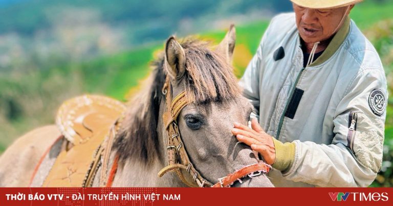 Hồn ngựa thồ phố núi Hồn ngựa thồ phố núi