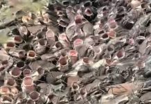 Clip nữ du khách cho cá trê ăn như phim kinh dị, hút hơn 10 triệu lượt xem