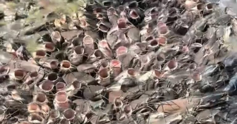 Clip nữ du khách cho cá trê ăn như phim kinh dị, hút hơn 10 triệu lượt xem Clip nữ du khách cho cá trê ăn như phim kinh dị, hút hơn 10 triệu lượt xem