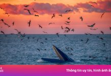 Mãn nhãn cảnh cá voi săn mồi dưới ánh bình minh ở Gia Lai