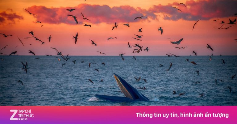 Mãn nhãn cảnh cá voi săn mồi dưới ánh bình minh ở Gia Lai Mãn nhãn cảnh cá voi săn mồi dưới ánh bình minh ở Gia Lai