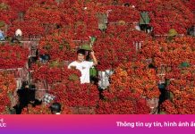 Cảnh ‘tắc đường’ mùa vải thiều chín rộ nhất trong năm