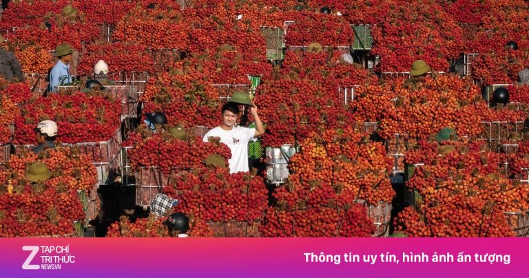 Cảnh ‘tắc đường’ mùa vải thiều chín rộ nhất trong năm Cảnh ‘tắc đường’ mùa vải thiều chín rộ nhất trong năm