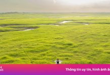 Thảm cỏ ‘siêu thực’ giữa lòng hồ Trị An mùa nước cạn