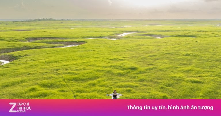 Thảm cỏ ‘siêu thực’ giữa lòng hồ Trị An mùa nước cạn
