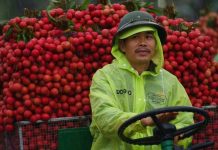 Cảnh tắc đường dài vài ki-lô-mét mùa vải thiều Lục Ngạn chín rộ ở Bắc Ninh