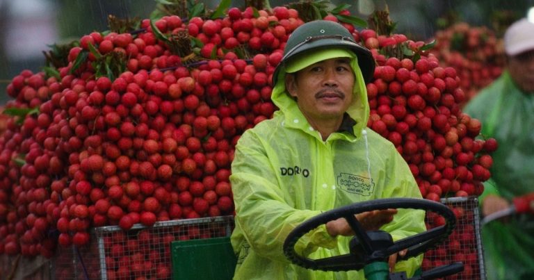 Cảnh tắc đường dài vài ki-lô-mét mùa vải thiều Lục Ngạn chín rộ ở Bắc Ninh Cảnh tắc đường dài vài ki-lô-mét mùa vải thiều Lục Ngạn chín rộ ở Bắc Ninh