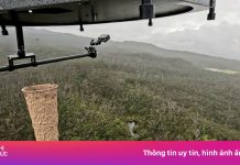 Thả hàng triệu con muỗi xuống Hawaii