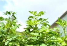 Món ngon từ xuyến chi