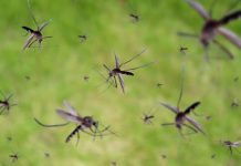 Thả hàng triệu con muỗi từ trên cao xuống rừng, cứu chim quý hiếm biến mất