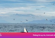 Chỉ trong một tuần, cá voi 2 lần xuất hiện ở vịnh Nha Trang