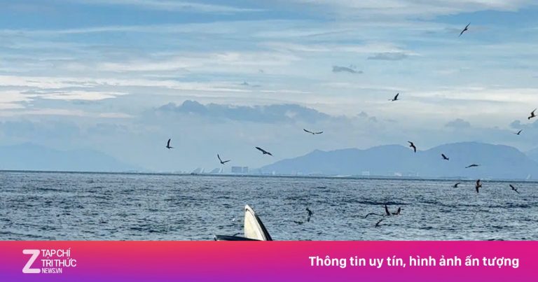 Chỉ trong một tuần, cá voi 2 lần xuất hiện ở vịnh Nha Trang
