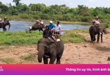 Được tài trợ hơn 2,2 triệu USD, vì sao voi nhà vẫn phải ‘cõng’ khách?